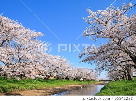 <島根縣>玉造溫泉 玉湯川邊盛開的櫻花 95541288