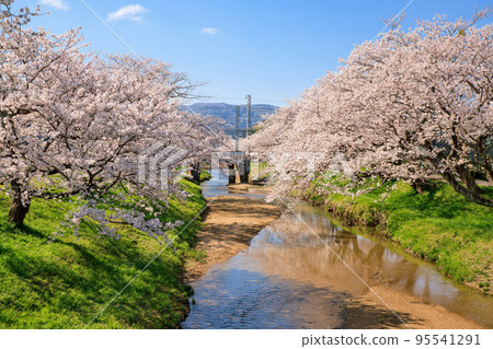 <Shimane Prefecture> Tamatsukuri Onsen Cherry blossoms in full bloom along the Tamayu River 95541291