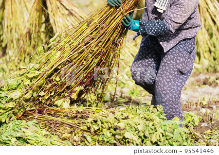 Harvested perilla green perilla Harvested perilla green perilla 95541446
