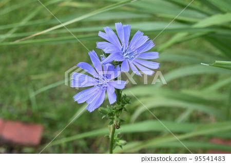 chicory flower 95541483