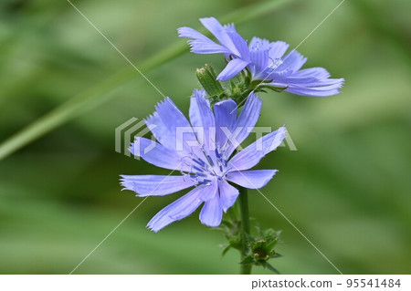 菊苣花 菊苣花 95541484