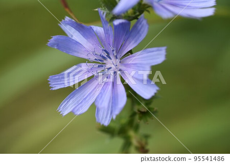菊苣花 95541486