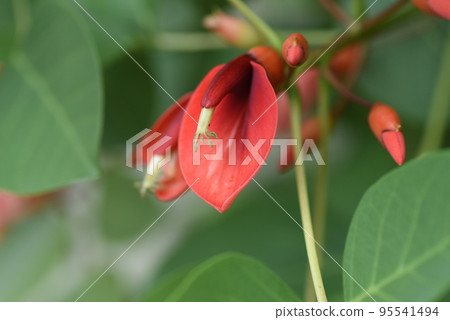 Kaikouzu (sea red beans), American Deigo Kaikouzu (sea red beans), American Deigo 95541494