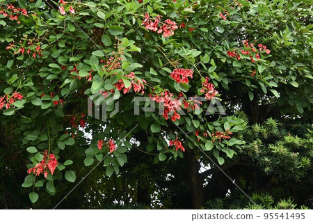 Kaikouzu (sea red beans), American Deigo Kaikouzu (sea red beans), American Deigo 95541495