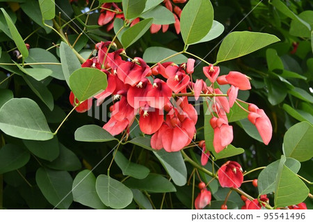 Kaikouzu（海紅豆），美國Deigo 95541496