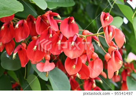 Kaikouzu（海紅豆），美國Deigo 95541497