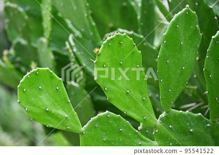 Petit cactus flowers Petit cactus flowers 95541522