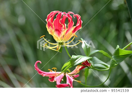 Gloriosa Lily of Glory, Lily of Flame Gloriosa Lily of Glory, Lily of Flame 95541539