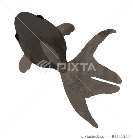 水彩風格黑色金魚的頂視圖 95541564