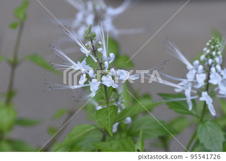 Feline flowers Feline flowers 95541726