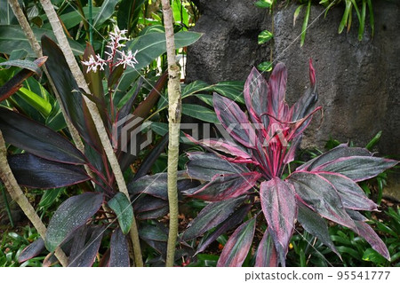 Cordyline花 95541777