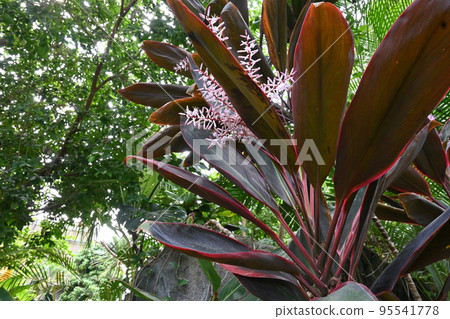 Cordyline flower 95541778