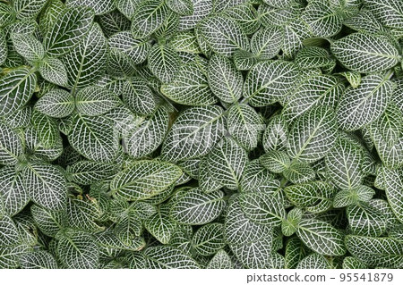 室內植物 95541879