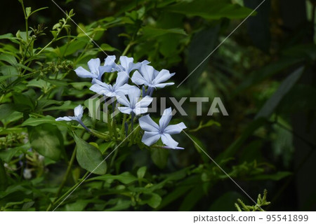 Ruri Matryu flower Ruri Matryu flower 95541899