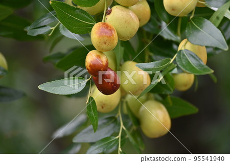 棗的果實 棗的果實 95541940