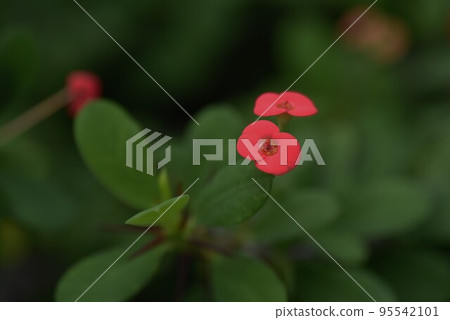 Hanakilin Hanakilin 95542101