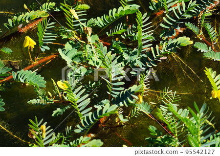 Water and plants Water and plants 95542127