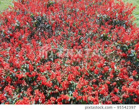 Salvia October 95542397