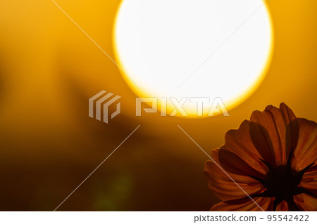 Image of autumn, cosmos cosmos, autumn cherry tree, cosmos Image of autumn, cosmos cosmos, autumn cherry tree, cosmos 95542422