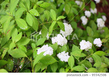 Flower hat of kogakutsugi 95542506