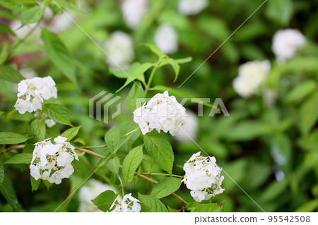 kogakutsugi的花帽子 95542508