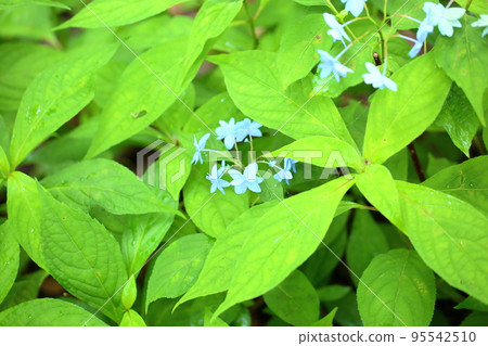 Mountain Hydrangea Flower Mikata Yae Mountain Hydrangea Flower Mikata Yae 95542510
