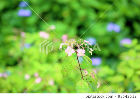 Hydrangea flower Hydrangea flower 95542512