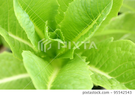 green vegetable in organic farm 95542543