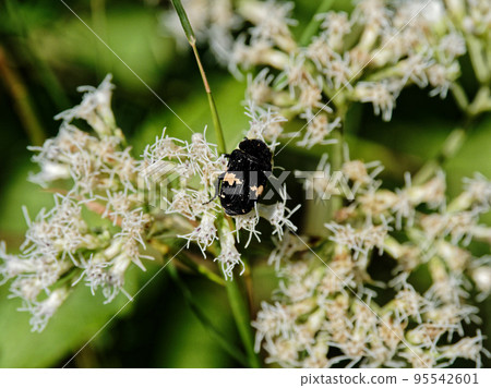 賞花昆蟲，金龜子科 95542601