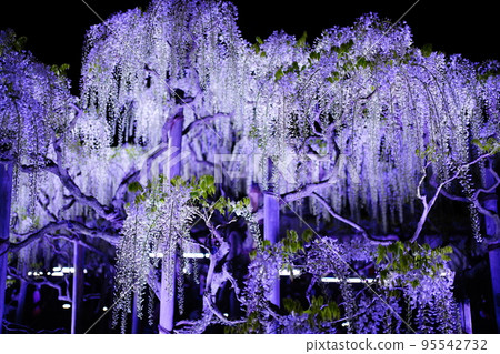The illuminated wisteria flowers at night, the contrast between purple and white, and the black background, make you feel as if you are entering a mysterious world. 95542732