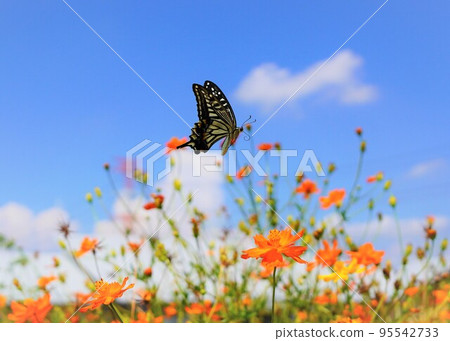 In the fall of Japan, the blue sky and the swiftly flying Swallowtail butterflies go well together. Cosmos fields surround it. 95542733
