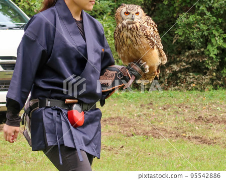 An horned owl undergoing falconer training An horned owl undergoing falconer training 95542886