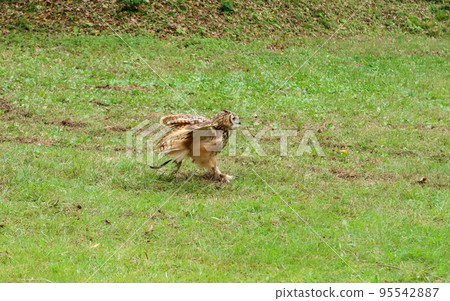 An horned owl undergoing falconer training An horned owl undergoing falconer training 95542887