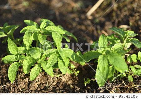 Japanese mint seedlings growing in the field Japanese mint seedlings growing in the field 95543109