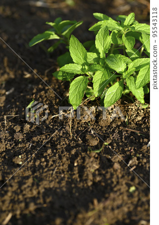 Japanese mint seedlings growing in the field 95543118