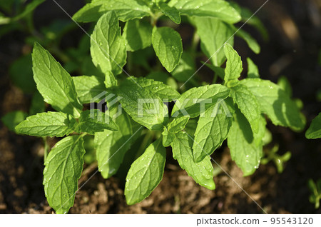 生長在領域的日本薄荷幼木 95543120