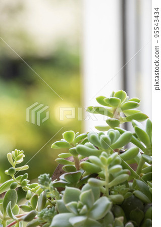 在窗台上群植多肉植物 95543434