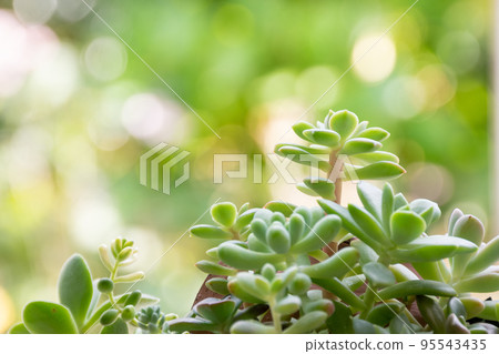 在窗台上群植多肉植物 95543435