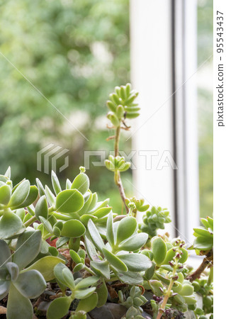 Group planting of succulents on the windowsill 95543437