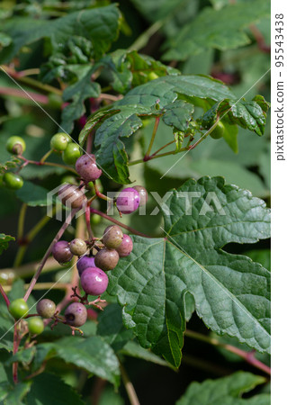 Nobu no berries in autumn Nobu no berries in autumn 95543438