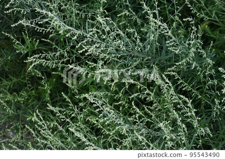 Wormwood Flower Wormwood Flower 95543490