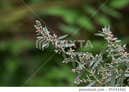 艾草花 95543492