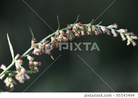 艾草花 艾草花 95543494