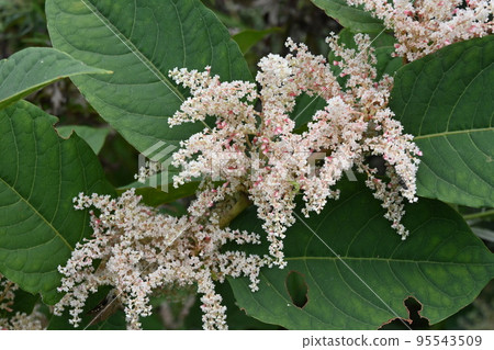 Itadori flower Itadori flower 95543509