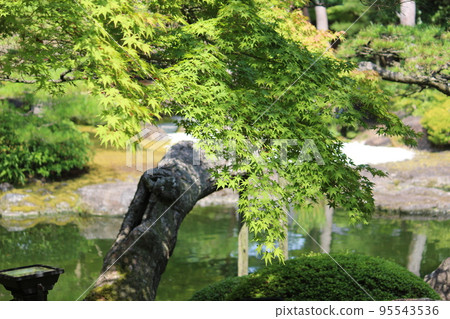 Blue leaves 95543536