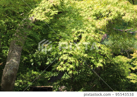 Blue leaves 95543538