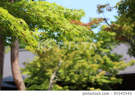藍葉 藍葉 95543543