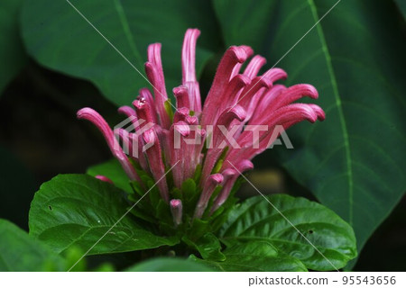 Sango bana (coral flower) Sango bana (coral flower) 95543656
