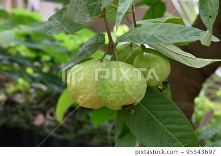 Guava fruit Guava fruit 95543697