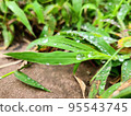 Morning dew on leaves after rain 95543745
